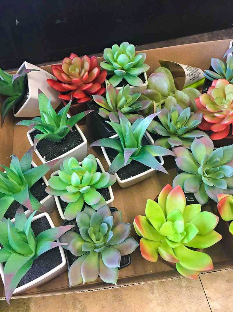 The Best Dollar Tree Finds for Spring - Succulents