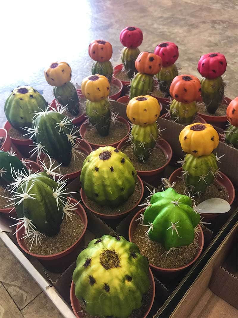 The Best Dollar Tree Finds for Spring - Cactus!